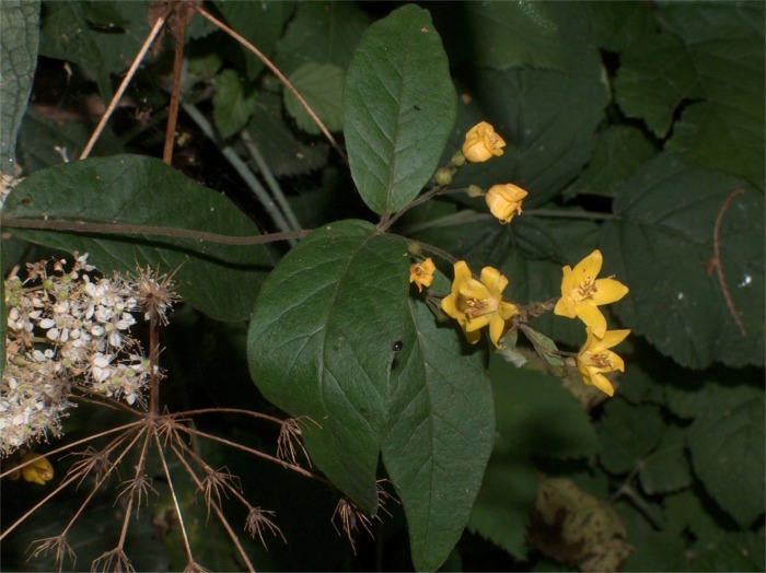 Lysimachia vulgaris / Mazza d''oro